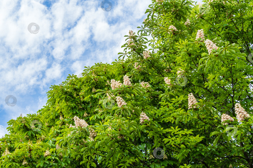 Скачать Цветущий конский каштан (Aesculus hippocastanum, каштан каштановый) на фоне голубого неба с облаками. Большие вертикальные свечи с соцветиями белых цветов на ветвях с зелеными резными листьями. Весенний день. фотосток Ozero