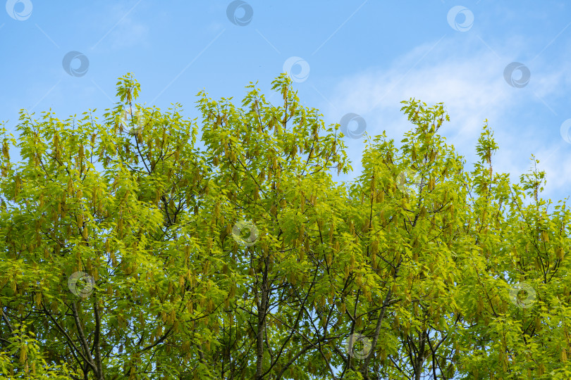 Скачать Красный дуб Quercus rubra на фоне голубого неба. Яркая молодая зеленая листва с желтыми сережками во время цветения. Весенний ландшафтный сад. Концепция природы для дизайна фотосток Ozero