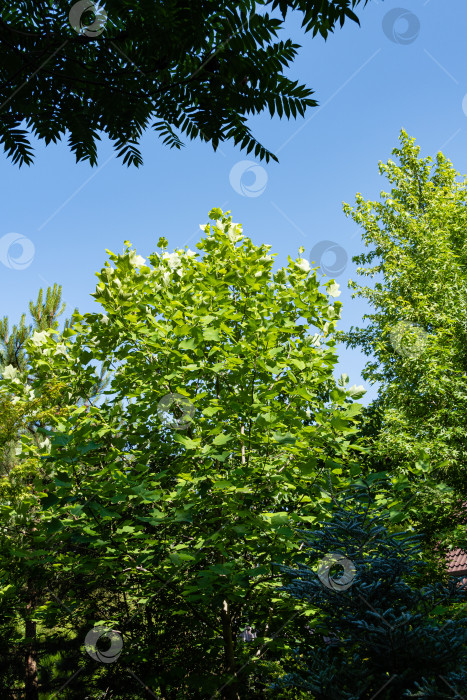 Скачать Тюльпанное дерево на фоне голубого неба. Огромные светло-зеленые листья тюльпанного дерева на фоне голубого неба. Летний ландшафтный сад. Концепция природы для дизайна. фотосток Ozero