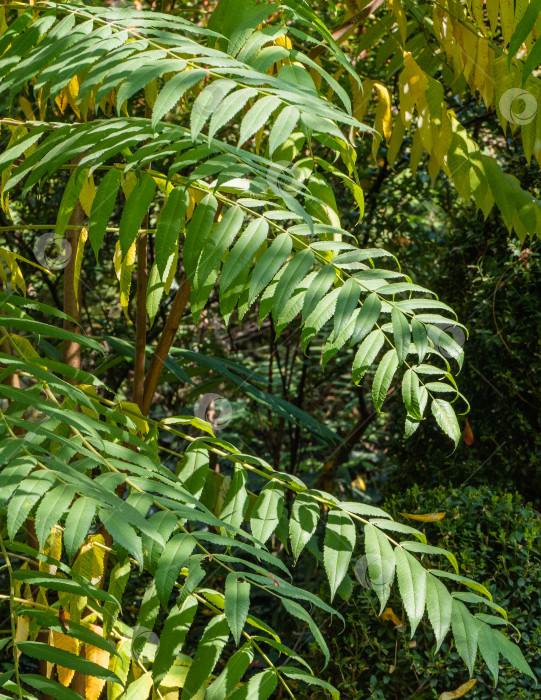 Скачать Молодые ветви дерева Rhus typhina (сумах рогатый, Anacardiaceae) на размытом фоне зелени сада. Выборочный фокус. Ярко-зеленые листья сумаха на пушистой ветке. Фон с естественной текстурой фотосток Ozero