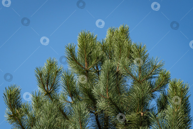 Скачать Австрийская сосна или черная сосна (Pinus Nigra). Красивые коричневые сосновые шишки на ветках австрийской сосны. Крупный план. Голубое небо в качестве фона. Ясный солнечный осенний день. Концепция природы для дизайна. фотосток Ozero