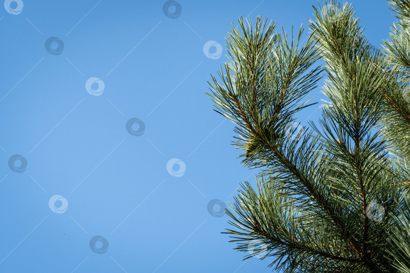 Скачать Австрийская сосна или черная сосна (Pinus Nigra). Красивые коричневые сосновые шишки на ветках австрийской сосны. Крупный план. Голубое небо в качестве фона. Ясный солнечный осенний день. Концепция природы для дизайна. фотосток Ozero