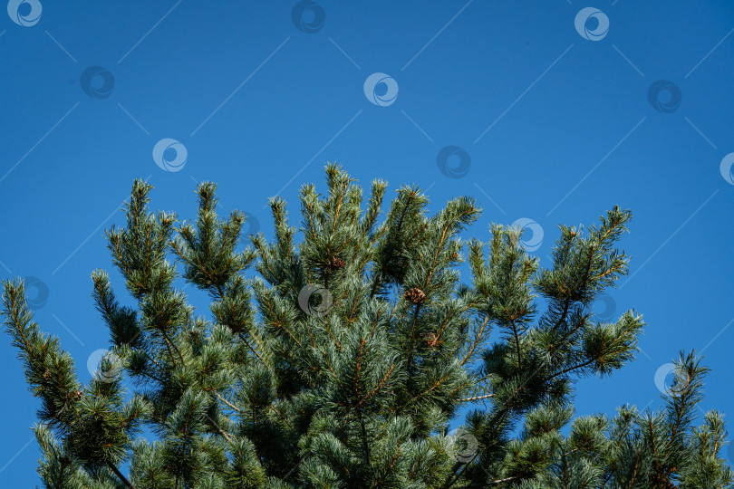 Скачать Японская сосна Pinus parviflora Glauca. Красивые коричневые сосновые шишки на ветках японской сосны. Крупный план. Голубое небо в качестве фона. Ясный солнечный осенний день. Концепция природы для дизайна. фотосток Ozero