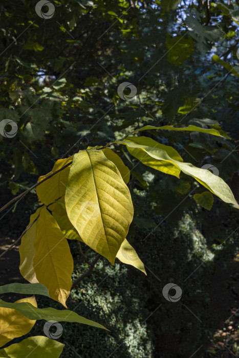 Скачать Желтые листья папайи азимины или трилобы на размытом фоне вечнозеленых растений. Выборочный фокус. Крупный план. Ландшафтный сад. Концепция природы для любого фона дизайна. Место для вашего текста. фотосток Ozero