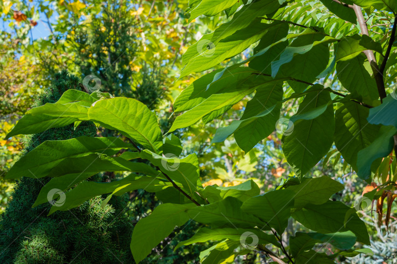 Скачать Темно-зеленые листья азимины трилобы или папайи на размытом фоне зелени в осеннем саду. Выборочный фокус. Концепция осенней природы для дизайна. Текстура листьев в качестве фона. фотосток Ozero