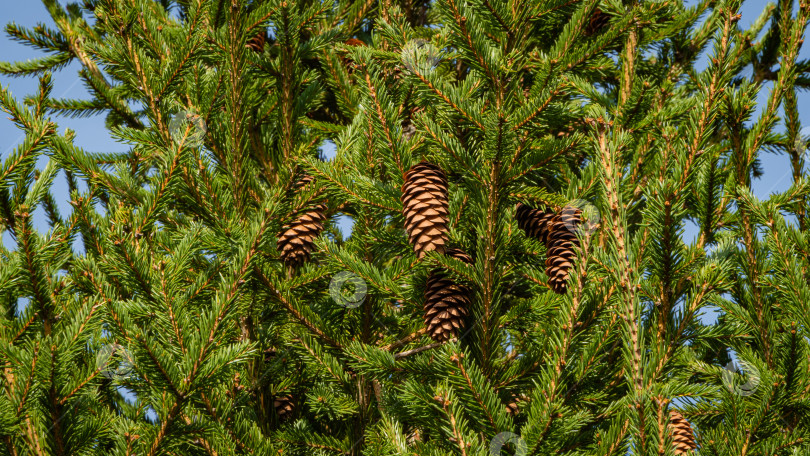 Скачать Рождественская елка Picea abies в вечнозеленом ландшафтном саду. Коричневые шишки на ветвях дерева Picea abies. Крупный план. Ясный солнечный день. Оригинальная натуральная текстура для новогоднего оформления. фотосток Ozero