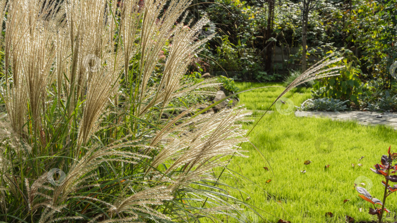 Скачать Красивая зеленая с желтыми метелками декоративная трава Miscanthus sinensis 'Gracillimus' на размытом фоне садовой зелени. Выборочный фокус. Miscanthus sinensis на переднем плане. фотосток Ozero