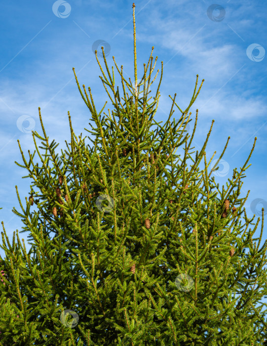 Скачать Рождественская елка Picea abies в вечнозеленом ландшафтном саду. Коричневые шишки на ветвях дерева Picea abies на фоне голубого осеннего неба. Крупный план. Ясный солнечный день. Концепция природы для рождественского дизайна. фотосток Ozero