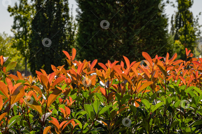 Скачать Кустарник Photinia fraseri 'Red Robin'. Красивые красные и зеленые листья вечнозеленого кустарника на размытом фоне. Выборочный фокус. Общественный ландшафтный городской парк Краснодара.Осень 2020.Концепция природы для дизайна. фотосток Ozero