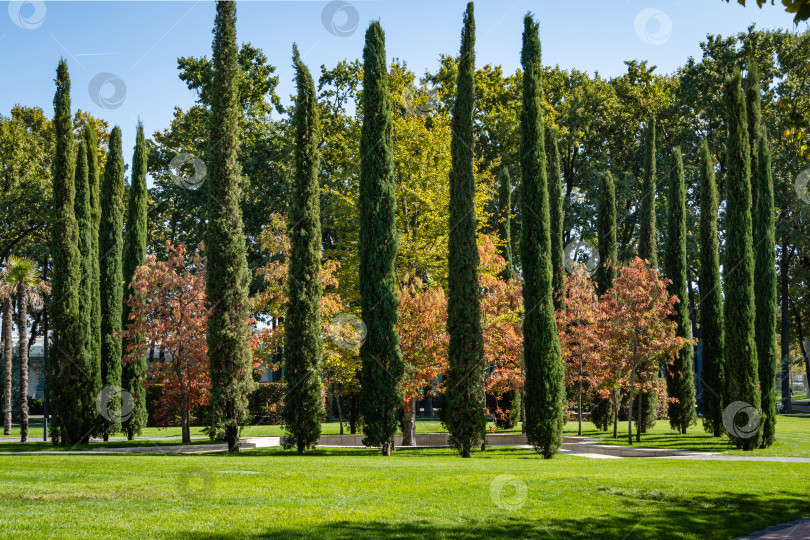 Скачать Кислое дерево (Oxydendrum arboreum) с красными листьями в окружении средиземноморских кипарисов. Красивое редкое растение семейства вересковых в городском парке Краснодара или Галицком парке. Осень 2020 года. фотосток Ozero