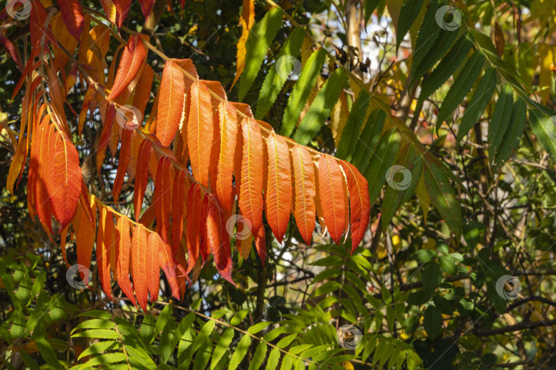 Скачать Красные и оранжевые листья сумаха Rhus typhina (сумах рогатый, Anacardiaceae) на фоне зелени сада. Крупный план. Цветные листья в качестве естественного фона. Концепция природы для дизайна. фотосток Ozero