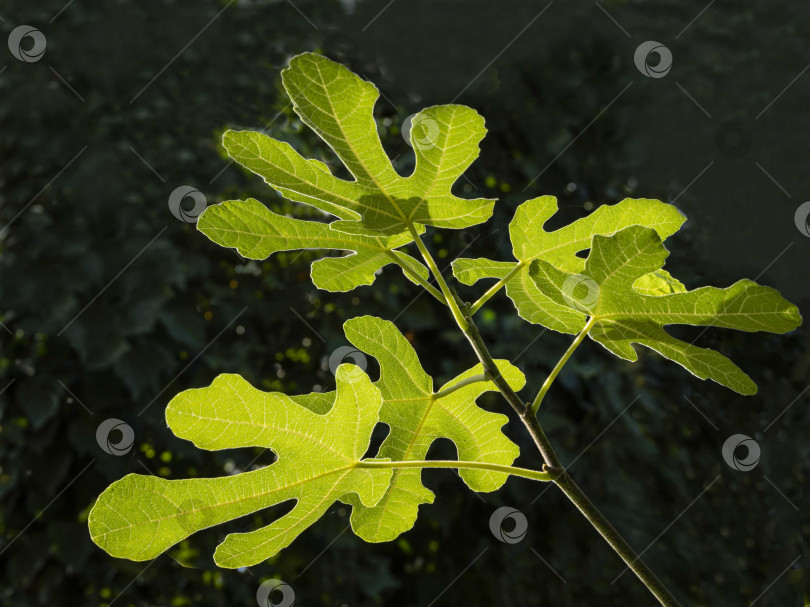 Скачать Инжир обыкновенный Ficus carica в ландшафтном саду. Ветка с листьями инжира обыкновенного, Ficus carica, светится на солнце. Крупный план. Размытый фон зеленых листьев плюща обыкновенного. Концепция природы для дизайна. фотосток Ozero