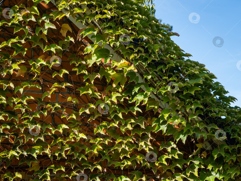 Скачать Фасад загородного дома украшен красивыми листьями Parthenocissus tricuspidata, Vitaceae, бостонского плюща, виноградного плюща, японского плюща, японской лианы. Солнечный осенний день. Концепция природы для дизайна. фотосток Ozero