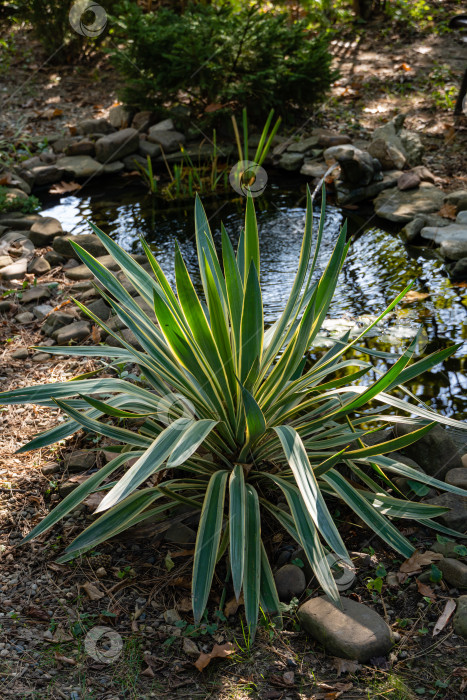 Скачать Красивые полосатые листья юкки gloriosa Variegata на размытом фоне небольшого садового пруда. Выборочный фокус. Крупный план. Вечнозеленый ухоженный сад. Концепция природы для дизайна. фотосток Ozero