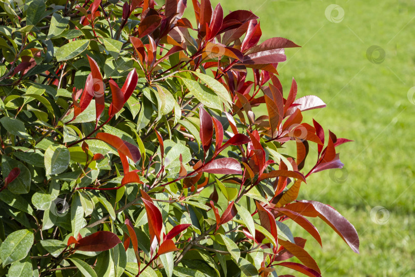 Скачать Красивые красные и зеленые листья куста Photinia fraseri 'Red Robin' на размытом фоне зеленой травы. Выборочный фокус. Крупный план. Ландшафтный парк в центре Сочи поздней осенью. фотосток Ozero