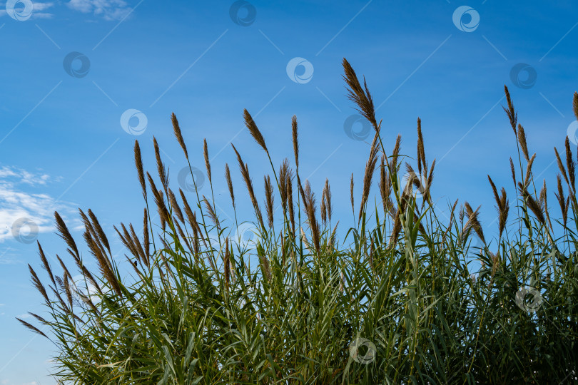 Скачать Тростник обыкновенный (Phragmites australis). Заросли пушистых сухих стволов тростника обыкновенного на фоне голубого осеннего неба. Крупный план. Концепция природы для дизайна. фотосток Ozero