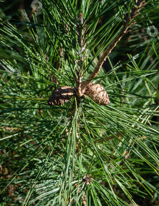 Скачать Сосна Pinus densiflora Umbraculifera. Миниатюрные прошлогодние коричневые женские шишки на размытом фоне длинных зеленых сосновых иголок. Крупный план.  Вечнозеленый осенний сад. Выборочный фокус. Концепция природы. фотосток Ozero