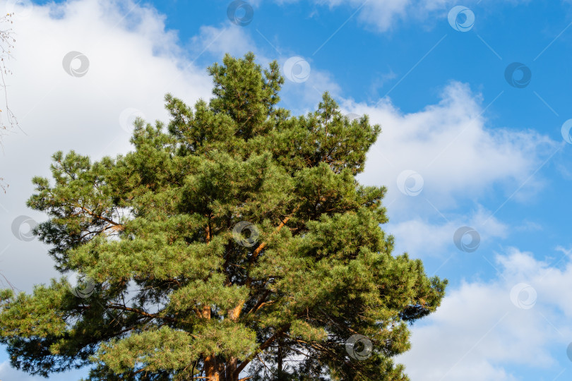 Скачать Сосна обыкновенная Pinus sylvestris на фоне голубого неба в ноябре. Солнечный день в осеннем саду. Вечнозеленый ландшафтный сад. Концепция природы для дизайна. фотосток Ozero