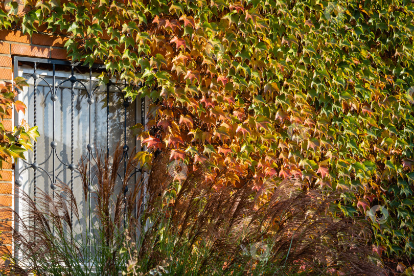 Скачать Parthenocissus tricuspidata 'Veitchii', или листья бостонского плюща, вокруг окна на стене загородного дома. Крупный план. Украшение кирпичных стен красивыми листьями бостонского плюща. Концепция природы для дизайна фотосток Ozero