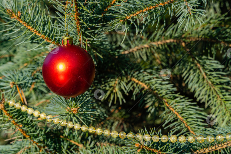 Скачать Рождественская игрушка красный шар висит внизу на ветке голубой рождественской елки. Зимняя сказка в ландшафтном саду. Ясный солнечный день. Размытый фон, выборочный фокус. Есть место для вашего текста. фотосток Ozero