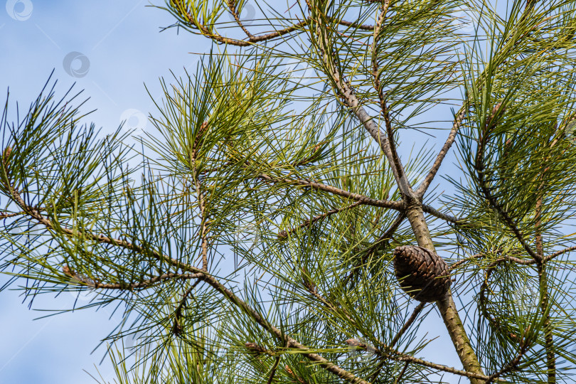 Скачать Красивая шишка на ветке пицундской сосны Pinus brutia на фоне голубого неба. Вечнозеленый ландшафтный сад. Зимняя природа Северного Кавказа. Волшебная тема для Нового года и Рождества. фотосток Ozero