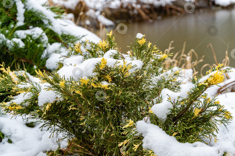 Скачать Яркие разноцветные иголки с белыми кончиками можжевельника казацкого (Juniperus sabina) под снегом. Размытый фон. Выборочный фокус. Зимний пейзаж в ландшафтном саду. Отличный фон для природного дизайна фотосток Ozero