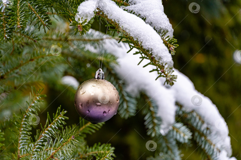 Скачать Елочная игрушка "сиреневый шар" висит под снегом на ветке рождественской елки. Зимняя сказка в ландшафтном саду. Размытый фон. Выборочный фокус. Есть место для вашего текста. фотосток Ozero