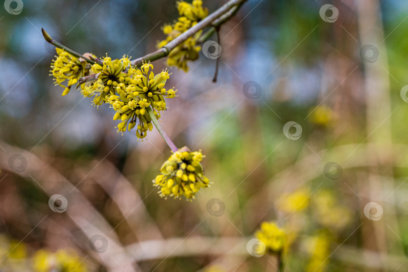 Скачать Красивые желтые цветы на ветке сердоликовой вишни (Cornus mas, кизил европейский, dogwood) на размытом фоне. Выборочный фокус. Цветущий весенний ландшафтный сад. Концепция природы для дизайна. фотосток Ozero