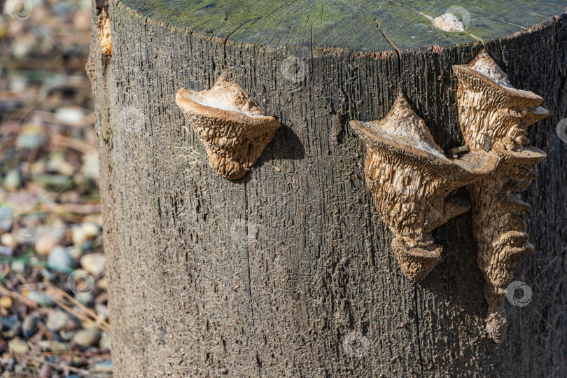 Скачать Красивый бежевый пористый древесный гриб Daedalea quercina, широко известный как дубовый мазегилл или лабиринтно-жаберный гриб на сером пне. Размытый фон. Выборочный фокус. Концепция идиотов для дизайна. фотосток Ozero