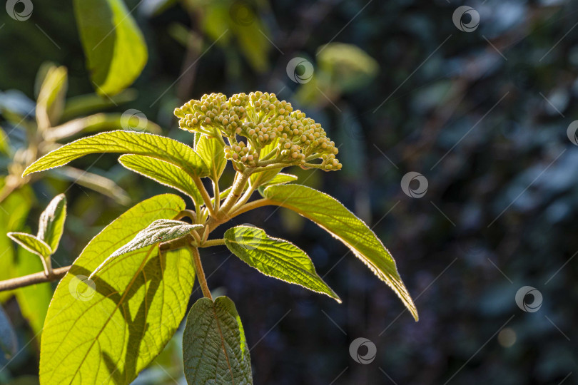 Скачать Бутоны белых весенних цветов калины кожистой (Viburnum rhytidophyllum Alleghany) с текстурированными зелеными листьями на темном размытом фоне. Выборочный фокус. Концепция Nature для естественного дизайна. фотосток Ozero