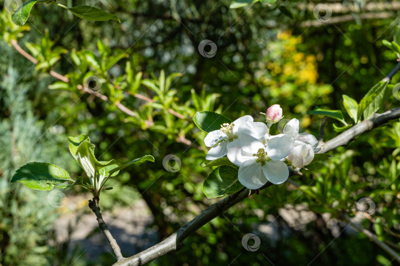 Скачать Крупные белые цветы на ветке цветущей яблони на размытом фоне зелени сада. Весенний ландшафтный сад. Крупный план. Выборочный фокус. Есть место для вашего текста. фотосток Ozero