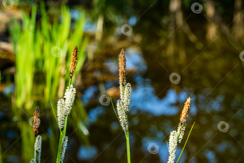 Скачать Цветущая осока 'Carex Nigra' (Carex melanostachya) Черная или обычная осока на размытом фоне зеркальной поверхности пруда. Выборочный фокус. Крупный план. Концепция природы для весеннего дизайна. фотосток Ozero