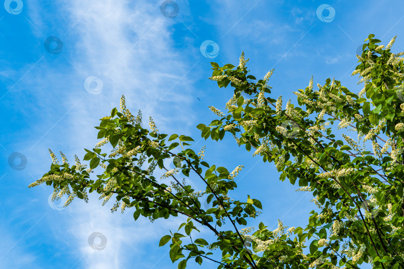 Скачать Крупные красивые белые соцветия на ветвях Prunus padus 'Сибирская красавица' распускаются на фоне голубого неба. Селективный фокус. Весенний ландшафтный сад. Цветущая черемуха, бонсай, карликовое дерево или майское дерево. фотосток Ozero