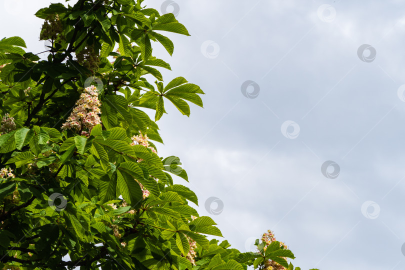 Скачать Цветущий конский каштан (Aesculus hippocastanum, каштан каштановый) на фоне голубого неба с облаками. Большие вертикальные свечи с соцветиями белых цветов на ветвях с зелеными резными листьями. Весенний день. фотосток Ozero