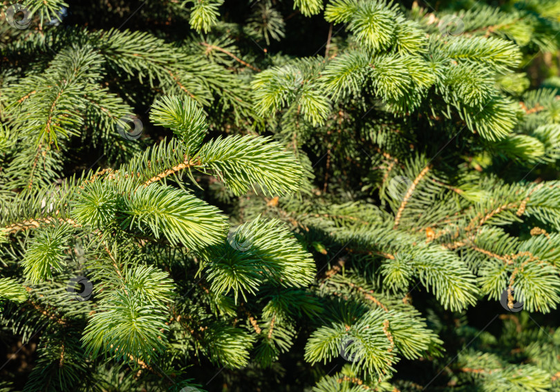 Скачать Голубая ель Picea pungens с голубыми иголками. Выборочный фокус. Крупный план. Молодые побеги с мягкими иголками на размытом фоне. Концепция природы для дизайна. Место для вашего текста. Рождественская концепция. фотосток Ozero