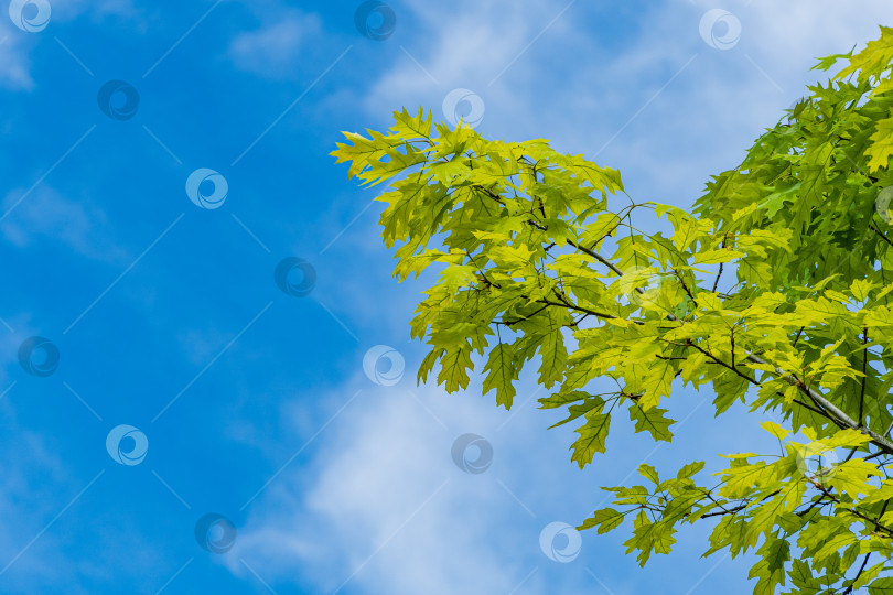 Скачать Quercus palustris, сосновый дуб или болотный дуб, болотный дуб болотный. Ярко-зеленые молодые резные листья болотного дуба на фоне голубого неба. Выборочный фокус. Крупный план. Весенний ландшафтный сад. Концепция природы для дизайна. фотосток Ozero
