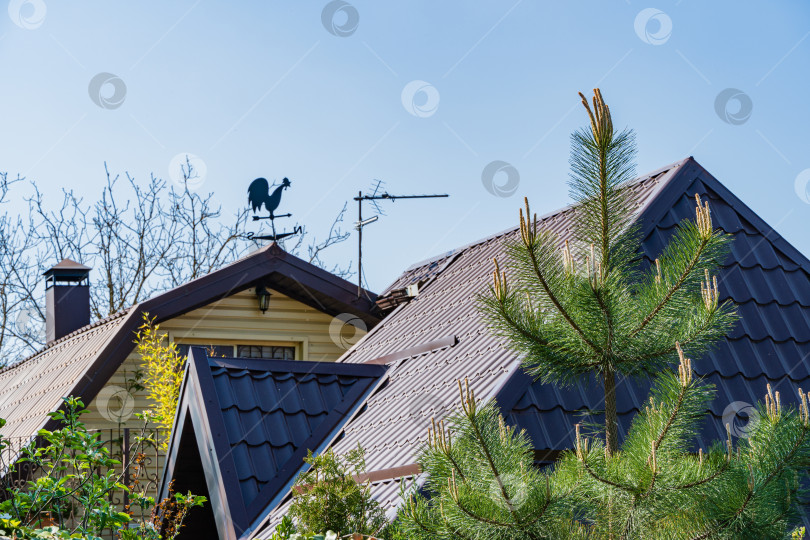 Скачать Австрийская сосна. или черная сосна (Pinus nigra) на фоне голубого неба и крыши дома. Молодые побеги на стволе и ветвях австрийской сосны. Крупный план. Пейзаж для любых обоев. Есть место для текста. фотосток Ozero