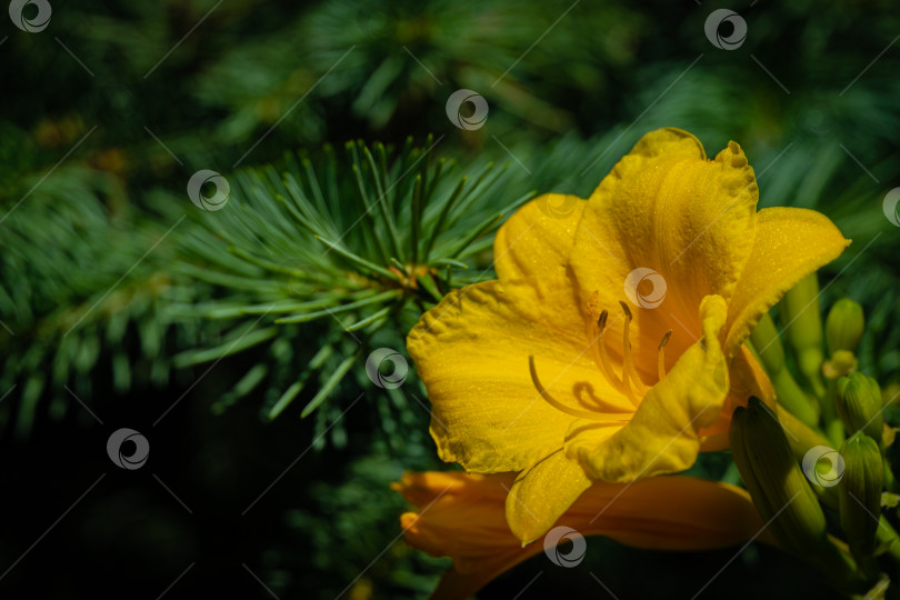 Скачать Красивый желто-оранжевый цветок Hemerocallis hybrida Stella de Oro на размытом фоне вечнозеленых растений. Выборочный фокус. Крупный план. Вечнозеленый весенний ландшафтный сад. Есть место для текста. фотосток Ozero