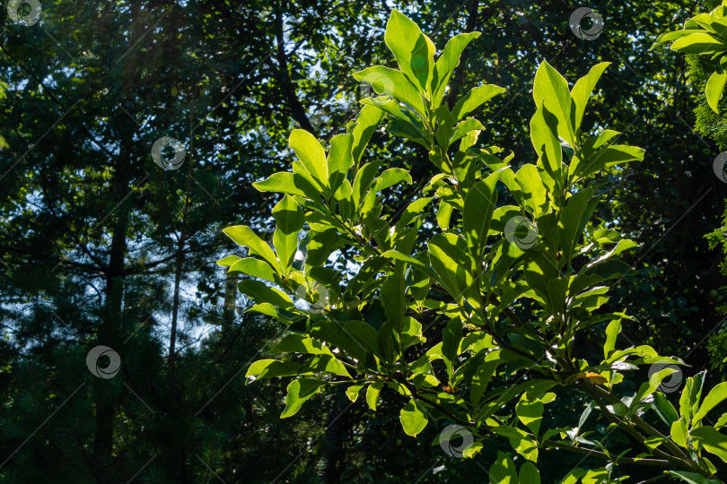 Скачать Дерево магнолии Сьюзен (Magnolia liliiflora x Magnolia stellata). Зеленые листья на ветке магнолии Сьюзен на размытом фоне вечнозеленых растений. Ландшафтный сад с вечнозелеными и листопадными растениями. фотосток Ozero