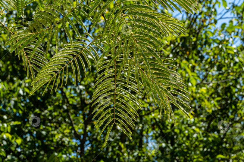 Скачать Albizia julibrissin - персидское шелковое дерево или розовое шелковое дерево семейства Fabaceae. Резные листья на ветвях акации на размытом фоне зелени сада. Крупный план. Атмосфера спокойной релаксации. фотосток Ozero