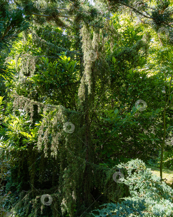 Скачать Можжевельник Juniperus communis Хорстманна. Крупный план. Свисающие ветви с голубыми иглами на фоне листьев магнолии. Ландшафтный сад с вечнозелеными и листопадными растениями. Концепция природы для дизайна. фотосток Ozero