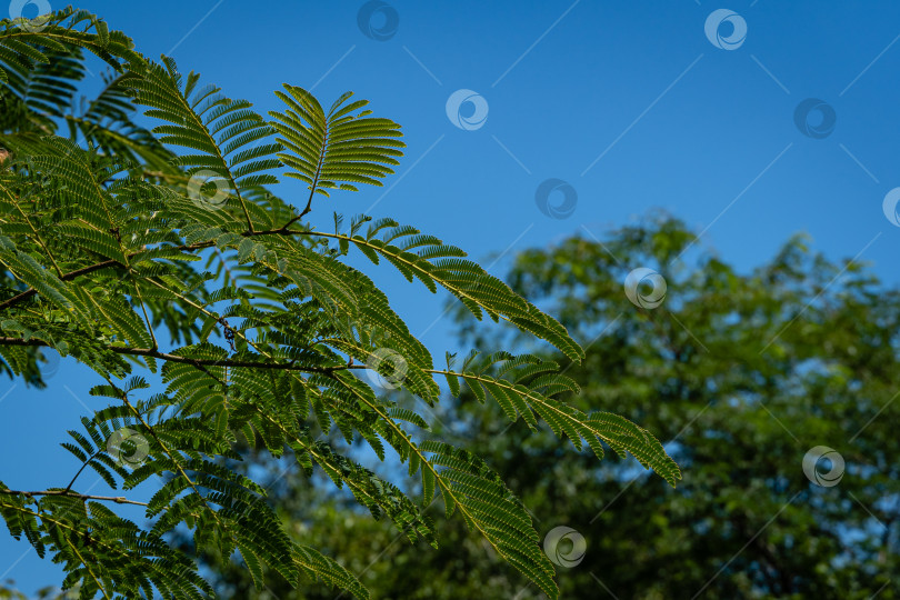 Скачать Японская акация или розовое шелковое дерево из семейства Fabaceae. Ветвь с нежными зелеными листьями персидского шелкового дерева на размытом фоне зелени и голубого неба. Выборочный фокус. Северный Кавказ. фотосток Ozero