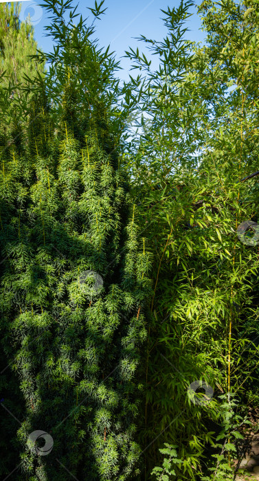 Скачать Красивый высокий куст тиса Taxus baccata Fastigiata Aurea рядом с дорожкой возле загородного дома. Крупный план. Вечнозеленый ландшафтный сад. Концепция дизайна природы Северного Кавказа фотосток Ozero