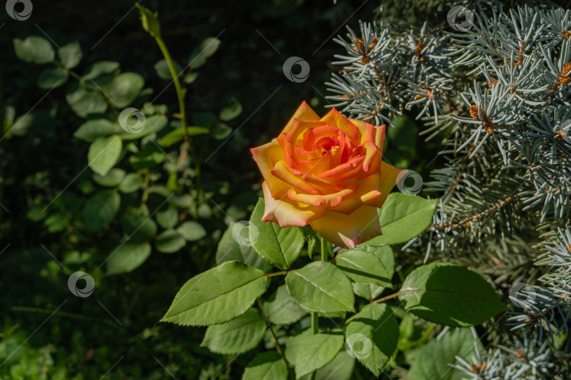 Скачать Ambiance Rose - гибрид чайной розы премиум-класса. Цветок розы с красивыми нежными лепестками насыщенного желто-оранжевого цвета. Выборочный фокус. Размытый фон с голубыми еловыми ветками на заднем плане. фотосток Ozero