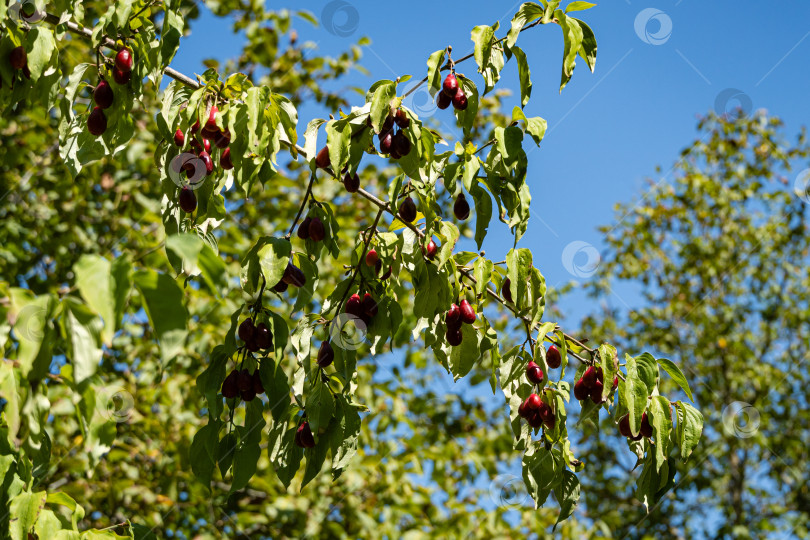 Скачать Кизил - Cornus mas, Кизиловая вишня, Европейский кизил, Вишневый кизил. Спелые красные ягоды на ветке кизила. Размытый фон зеленых листьев. Избирательный фокус. Экзотическая ягода. Ландшафтный сад. фотосток Ozero