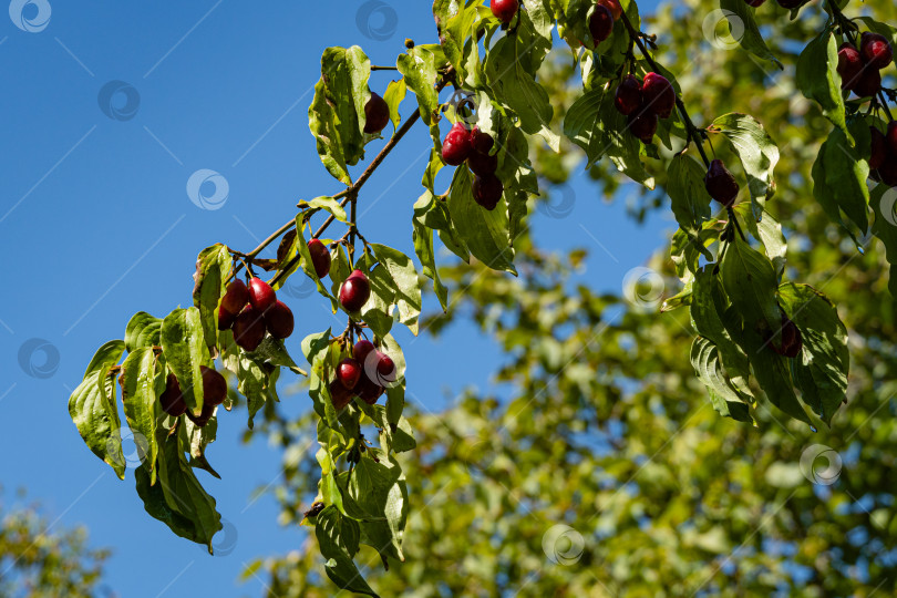 Скачать Кизил - Cornus mas, Кизиловая вишня, Европейский кизил, Вишневый кизил. Спелые красные ягоды на ветке кизила. Размытый фон зеленых листьев. Избирательный фокус. Экзотическая ягода. Ландшафтный сад. фотосток Ozero