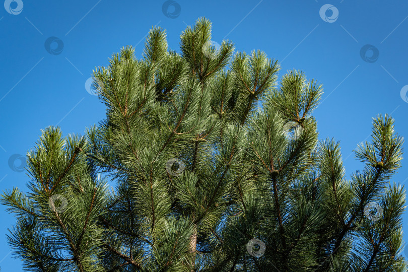 Скачать Австрийская сосна или черная сосна (Pinus Nigra). Красивые коричневые сосновые шишки на ветках австрийской сосны. Крупный план. Голубое небо в качестве фона. Ясный солнечный осенний день. Концепция природы для дизайна. фотосток Ozero