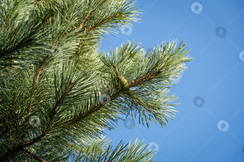 Скачать Австрийская сосна или черная сосна (Pinus Nigra). Красивые коричневые сосновые шишки на ветках австрийской сосны. Крупный план. Голубое небо в качестве фона. Ясный солнечный осенний день. Концепция природы для дизайна. фотосток Ozero