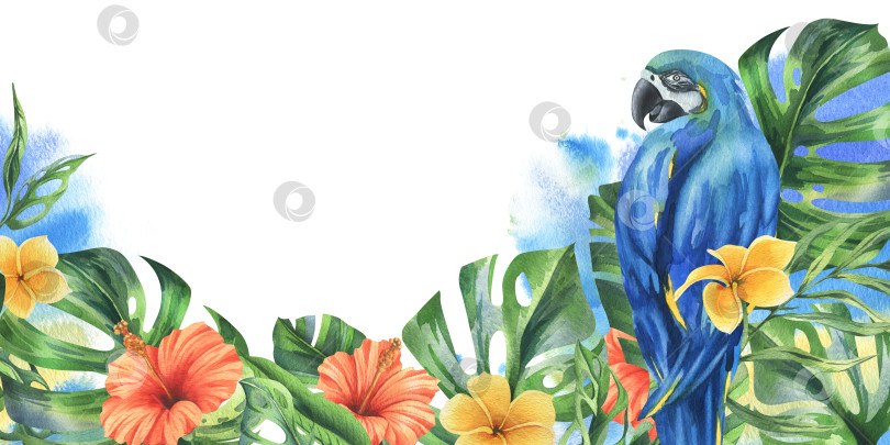 Скачать Листья тропической пальмы, монстеры и цветы плюмерии, гибискуса, яркие сочные с сине-желтым попугаем ара. Ботаническая иллюстрация, нарисованная акварелью от руки. Рамка шаблона изолирована от фона фотосток Ozero