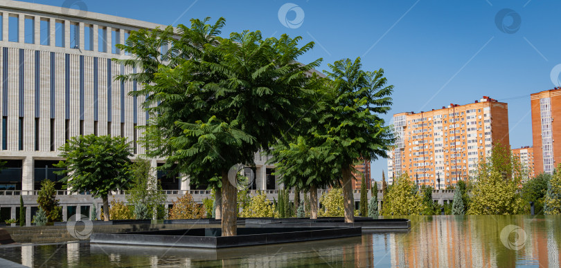 Скачать Деревья джакаранды (Jacaranda mimosifolia) в фонтане. Фонтан "Инфинити" в виде огромной чаши. Ландшафтный парк "Краснодар" или "Парк Галицкого". фотосток Ozero